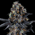 Semillas feminizadas White Soho de Wizard Trees Seeds, cogollo resinoso.