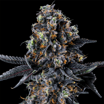 Semillas feminizadas White Soho de Wizard Trees Seeds, cogollo resinoso.