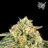 Semillas feminizadas Bowshooter de Wizard Trees Seeds, cogollo resinoso.