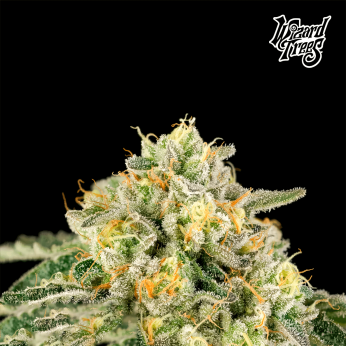 Semillas feminizadas Bowshooter de Wizard Trees Seeds, cogollo resinoso.