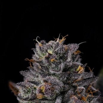 Semillas feminizadas Route 65 de Wizard Trees Seeds, cogollo resinoso.