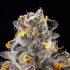 Semillas feminizadas Rainbow Swirl de Wizard Trees Seeds, cogollo resinoso.