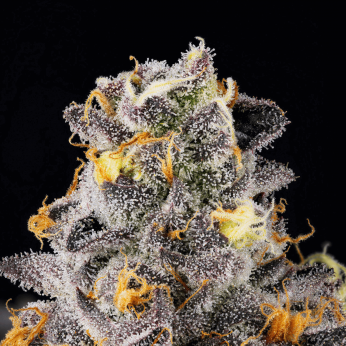 Semillas feminizadas Rainbow Swirl de Wizard Trees Seeds, cogollo resinoso.