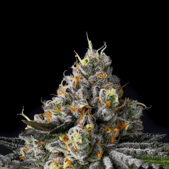 Semillas feminizadas Galactic Rainbow de Wizard Trees Seeds, cogollo resinoso.