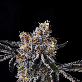 Semillas feminizadas Fiestaz de Wizard Trees Seeds, cogollo resinoso.
