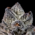Semillas feminizadas Lemon Fever de Wizard Trees Seeds, resina.