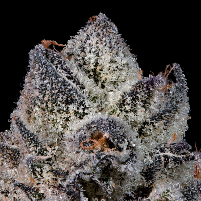 Semillas feminizadas Lemon Fever de Wizard Trees Seeds, resina.