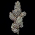 Semillas feminizadas Lemon Fever de Wizard Trees Seeds, cogollo.