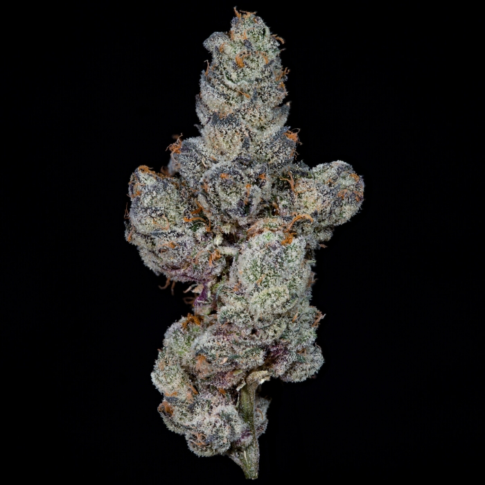 Semillas feminizadas Lemon Fever de Wizard Trees Seeds, cogollo.