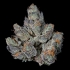 Semillas feminizadas Last Pour de Wizard Trees Seeds, cogollo resinoso.