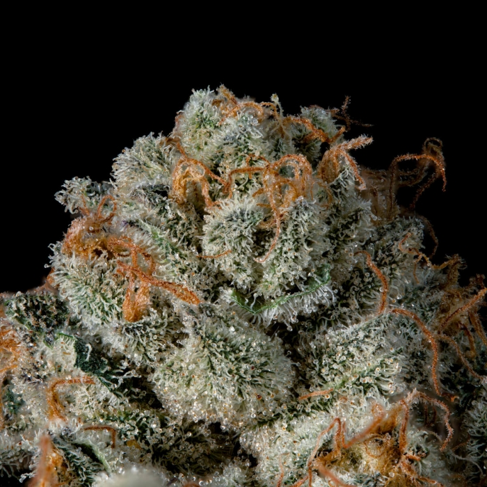 Semillas feminizadas Last Pour de Wizard Trees Seeds, resina.