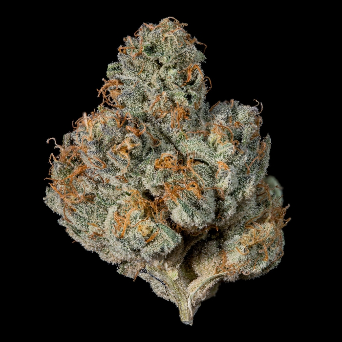 Semillas feminizadas Last Pour de Wizard Trees Seeds, cogollo compacto.