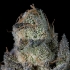 Semillas feminizadas Last Pour de Wizard Trees Seeds, tricomas.