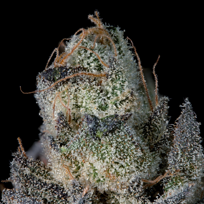 Semillas feminizadas Last Pour de Wizard Trees Seeds, tricomas.