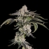 Semillas feminizadas Last Pour de Wizard Trees Seeds, cogollo.