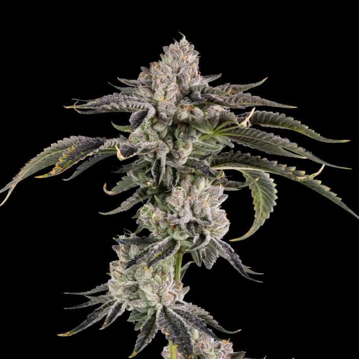 Semillas feminizadas Last Pour de Wizard Trees Seeds, cogollo.
