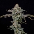 Semillas feminizadas Gas Gimlet de Wizard Trees Seeds, cogollo.
