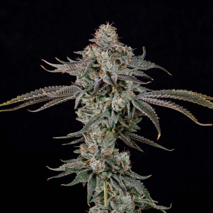 Semillas feminizadas Gas Gimlet de Wizard Trees Seeds, cogollo.