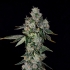 Semillas feminizadas L.I.I.T de Wizard Trees Seeds, cogollo.