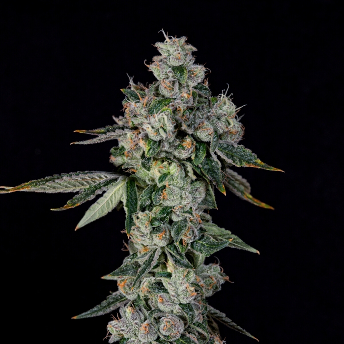 Semillas feminizadas L.I.I.T de Wizard Trees Seeds, cogollo.