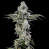 Semillas feminizadas Papaya Puffs de Nine Weeks Seeds, cogollo.