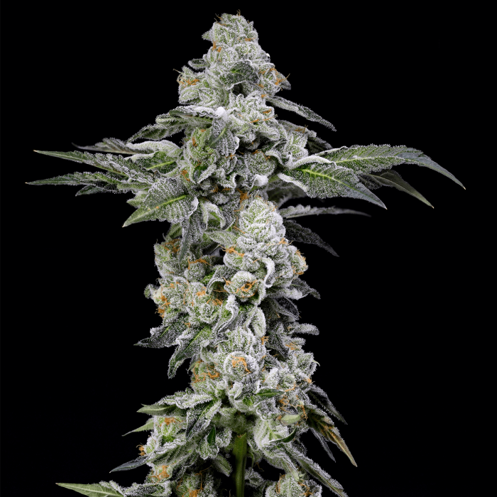 Semillas feminizadas Papaya Puffs de Nine Weeks Seeds, cogollo.