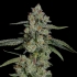Semillas feminizadas Papaya Puffs de Nine Weeks Seeds, punta principal.