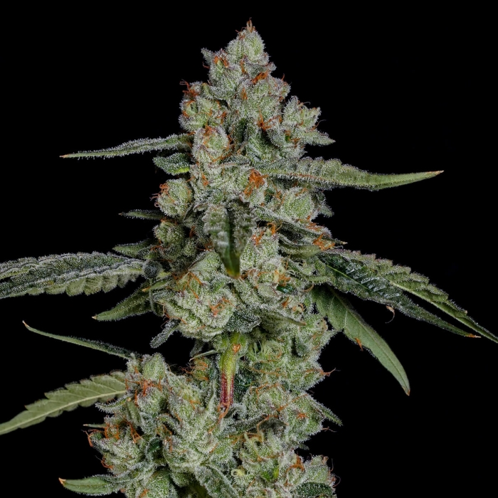 Semillas feminizadas Papaya Puffs de Nine Weeks Seeds, punta principal.