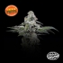 Semillas feminizadas Papaya Puffs de Nine Weeks Seeds, logo.