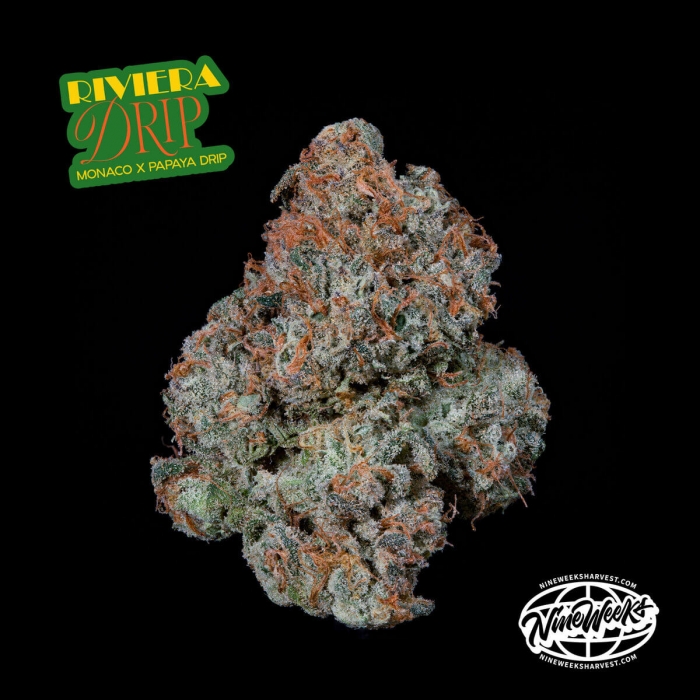 Semillas feminizadas Riviera Drip de Nine Weeks Seeds, logo.