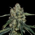 Semillas feminizadas Dulce de Papaya de Nine Weeks Seeds, cogollo.