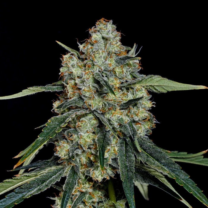 Semillas feminizadas Dulce de Papaya de Nine Weeks Seeds, cogollo.