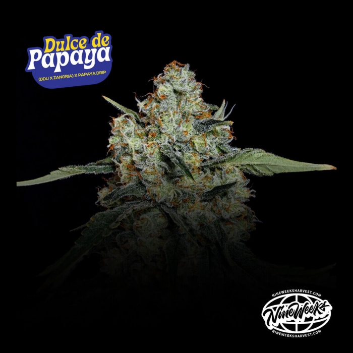 Semillas feminizadas Dulce de Papaya de Nine Weeks Seeds, logo.