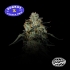 Semillas feminizadas Papaya Zorroz de Nine Weeks Seeds, logo.