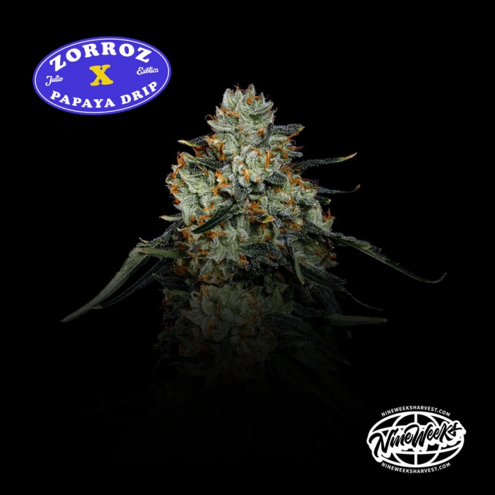Semillas feminizadas Papaya Zorroz de Nine Weeks Seeds, logo.