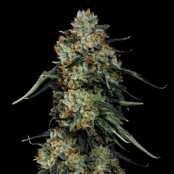 Semillas feminizadas Papaya Zorroz de Nine Weeks Seeds, cogollo.