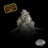 Semillas feminizadas Drip District de Nine Weeks Seeds, logo.
