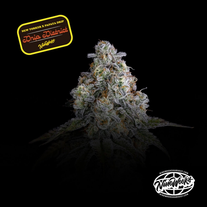 Semillas feminizadas Drip District de Nine Weeks Seeds, logo.