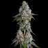 Semillas feminizadas Drip District de Nine Weeks Seeds, cogollo.