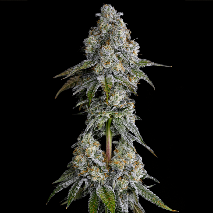Semillas feminizadas Drip District de Nine Weeks Seeds, cogollo.