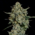Semillas feminizadas Funky Drip de Nine Weeks Seeds, cogollo.
