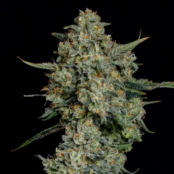 Semillas feminizadas Funky Drip de Nine Weeks Seeds, cogollo.