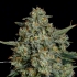 Semillas feminizadas Funky Drip de Nine Weeks Seeds, resina.