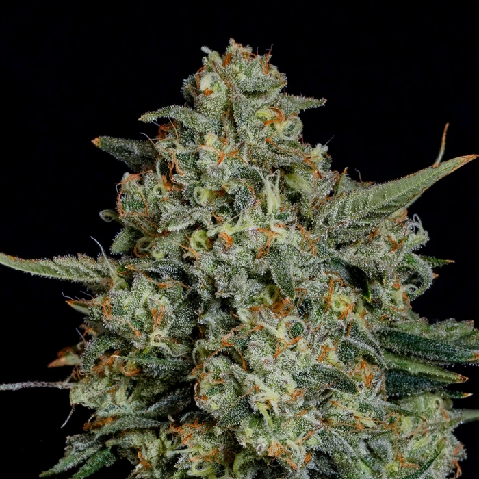 Semillas feminizadas Funky Drip de Nine Weeks Seeds, resina.
