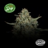 Semillas feminizadas Funky Drip de Nine Weeks Seeds, logo.