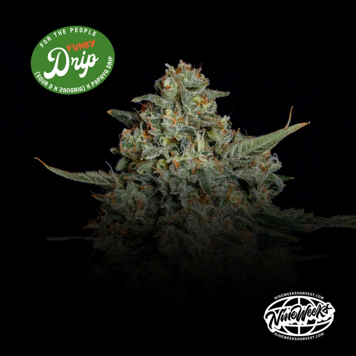Semillas feminizadas Funky Drip de Nine Weeks Seeds, logo.