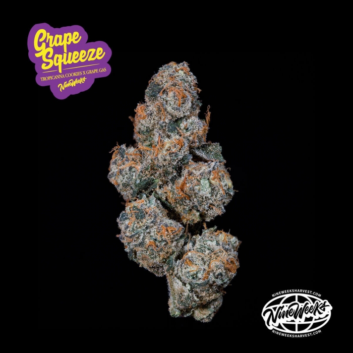 Semillas feminizadas Grape Squeeze de Nine Weeks Seeds, logo.