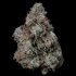 Semillas feminizadas Pruno de Nine Weeks Seeds, cogollo