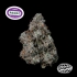 Semillas feminizadas Pruno de Nine Weeks Seeds, logo.