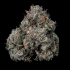 Semillas feminizadas Pruno de Nine Weeks Seeds, punta.